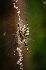 A close-up of a female Argiope bruennichi (wasp) spider sitting on a large web in the wild.