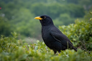 Dark-feathered bird with bright yellow bill