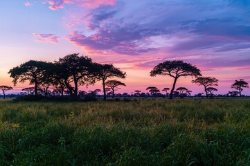 Obraz premium A grassy plain with scattered trees during twilight created by AI generation