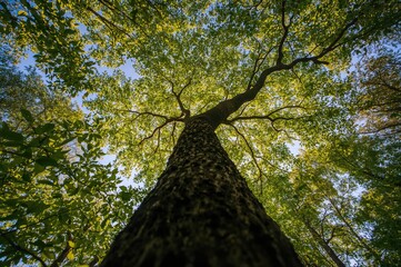 Naklejka premium Looking Up at a Leafy Branch of a Green Tree, Symbolizing a Healthy Planet and Nature