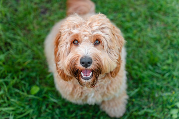 Portrait of cute Brown curly shaggy dog goldendoodle on the grass in summer