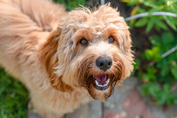 Portrait of cute Brown curly shaggy dog goldendoodle on the grass in summer