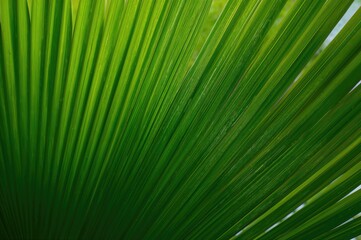 Obraz premium Background of green date palm fronds in daylight with space for text