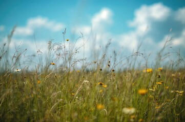 Fototapeta premium Lush meadow filled with colorful wild blossoms