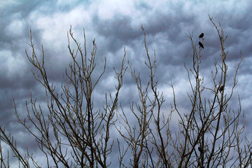 Obraz premium Birds perches on bare branches against a vibrant blue sky