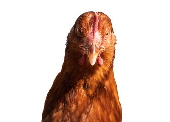 Red laying hen on a white isolated background, side view, poultry with a red crest, conceptual portrait of an agricultural animal for use in agriculture. Red chicken (hen) looking at the camera. 