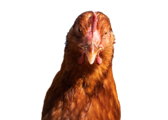 Red laying hen on a white isolated background, side view, poultry with a red crest, conceptual portrait of an agricultural animal for use in agriculture. Red chicken (hen) looking at the camera. 