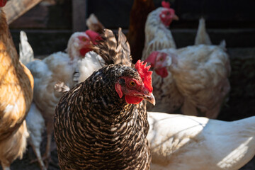 A domestic chicken of black-white coloring stands on a dirt path near green grass, creating a typical rural scene. Its vibrant plumage and natural environment perfectly convey the atmosphere. 