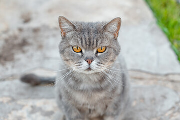 Grey Scottish Fold cat with yellow eyes in summer outdoor in the garden