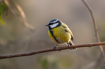 Obraz premium A small bird perched on a tree limb with a soft-focused backdrop, horizontal orientation