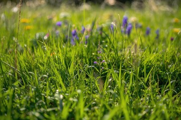 Lush green field covered with grass and clover