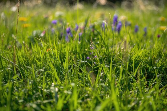 Lush green field covered with grass and clover