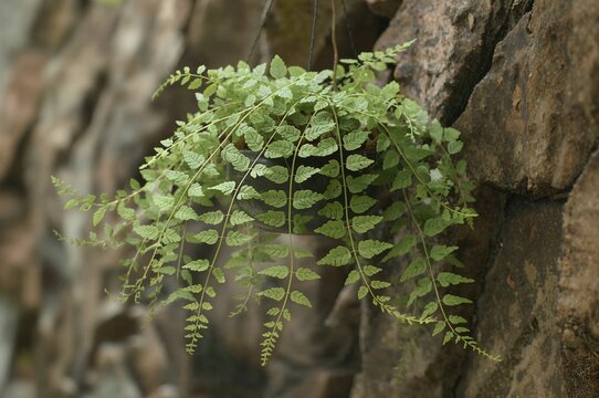 Wall-mounted dried green Adiantum capillus-veneris plant