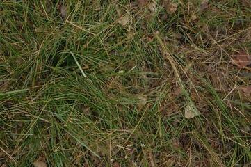 Lush green blades mixed with dried stalks covering the earth. Authentic nature texture in woodland. Life-like backdrop.