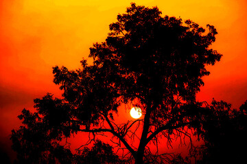 Sunset's fiery embrace behind a silhouetted tree