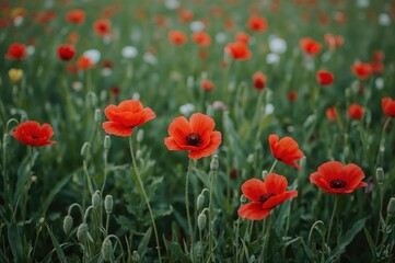 Fototapeta premium Bright red poppies thriving in a verdant meadow during a serene spring dusk.