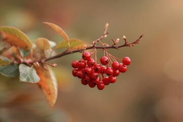 Obraz premium Red berries of Viburnum opulus on a branch