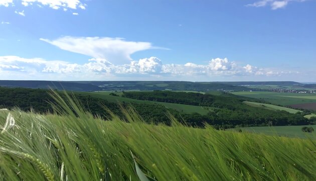 Panoramic view of a grassy landscape with rolling hills, vibrant green fields, and a clear sky dotted with fluffy clouds