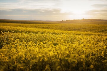 Obraz premium Bright yellow rapeseed meadow glowing under the setting sun's rays