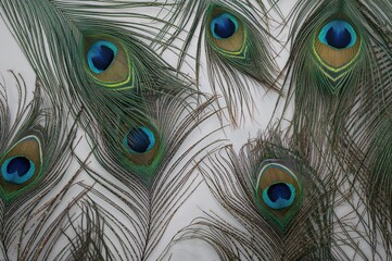 Obraz premium Different perspectives of a peacock plume