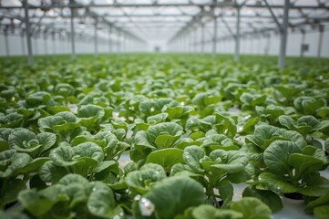 Fresh leafy greens cultivated using an advanced hydroponic method for commercial sale