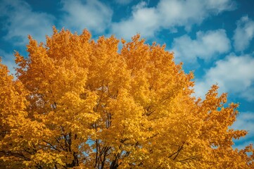 Golden fall leaves set against the backdrop of the sky