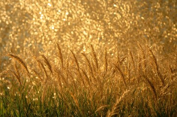 Purchase a stunning collection of natural yellow straw with bright lighting and captivating backgrounds