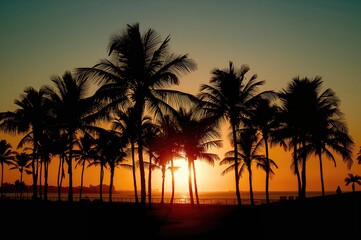 Sunset backdrop with palm tree outlines, retro effect