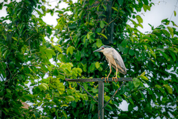 black crowned night heron