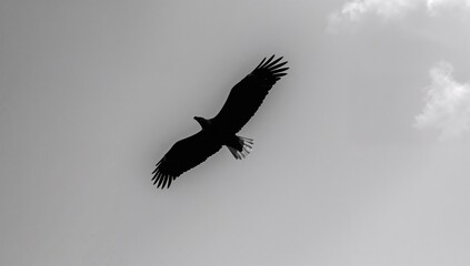 Fototapeta premium Black and white photo of a soaring Bald Eagle in summer