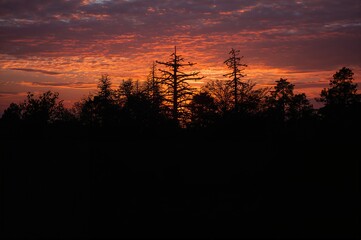 Outline of dawn behind a group of trees