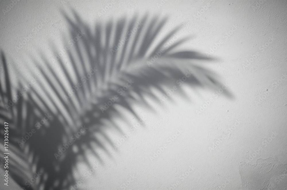 Poster Silhouette of a palm leaf cast on a white concrete surface with empty space