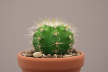 Potted tiny needle-like cactus