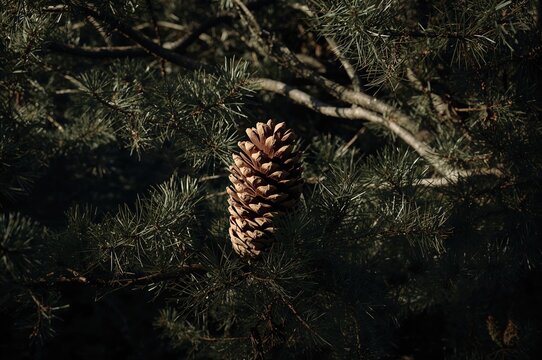 Pinecone Surrounded by Shadowed Trees