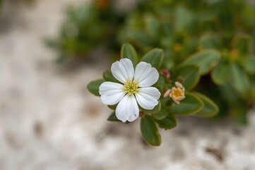 Chosen emphasis on moss rose purslane