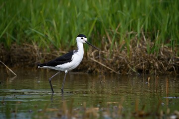 Obraz premium Close-up of a Black-winged Stilt in a wetland habitat