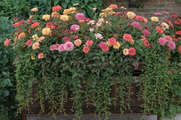 Fototapeta premium Assortment of Summer Blooms and Leaves Flowing Over Edge