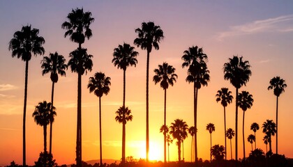 Silhouette palm trees sunset