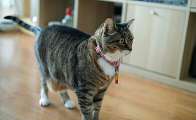 European cat with brindle fur portrayed on home parquet
