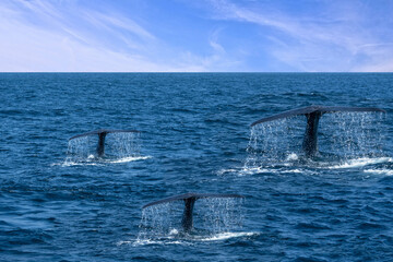 Tails of whales in blue sea water, Sri Lanka