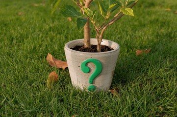 Photo of a flowerpot featuring a green question mark