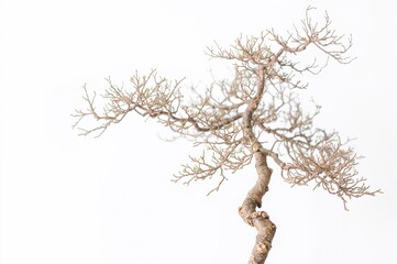 Fototapeta premium Isolated ceramic tree sculpture on a white background
