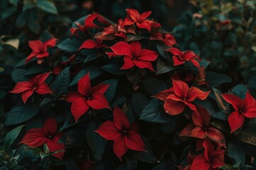 Picture of vibrant scarlet blossoms in a garden setting