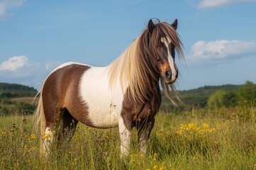 Gypsy Vanner Horse of the Irish Cob Breed in a Natural Environment