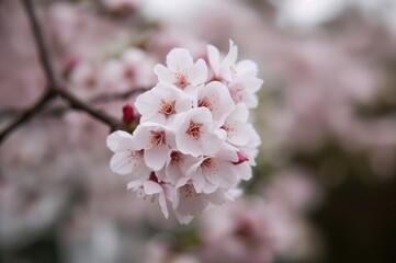 Experience the gentle charm of blooming cherry flowers through a balcony's intimate perspective, ideal for infusing your room with subtle floral beauty.