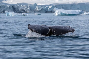 Oceanic Humpback Whale Gliding Beneath the Waves in Polar Waters