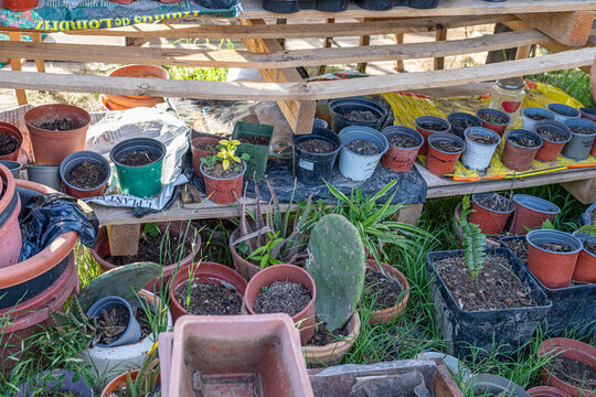 Gardener organizing different plants and pots on wooden shelves