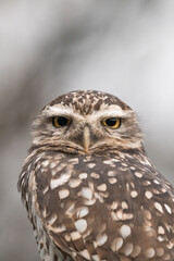 Little ground Owl
