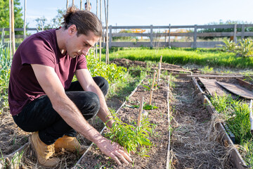 Farmer taking care of a small lemon verbena plant in his garden