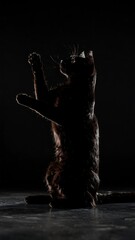 Silhouetted black cat in mid-air pose